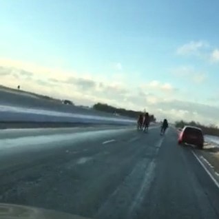 VIDEOD | Peterburi maanteel jooksis lahtiselt kari hobuseid