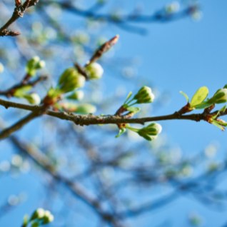 Kalender näitab kevadet: millal on õige aeg viljapuude lõikamiseks?