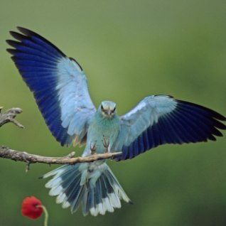 HARULDUS: leiti maailma vanim sinine lind