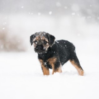SKEEM | Tee selgeks, kui külm on koera jaoks liiga külm!