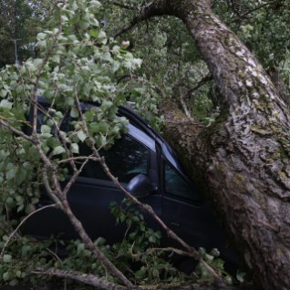FOTOD | Tallinnas Narva maanteel kukkus sõiduteele ja autole otsa suur puu, trammiliiklus Kadrioru suunal katkes