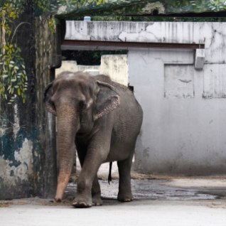 KURB! Filipiinide loomaaias suri üle neljakümne aasta üksildust tundnud staarelevant
