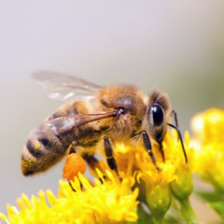Tervisele tuge mesilastest: „Mõned on mesilasteraapiamajja tulnud kahe kepi najal, kuid pärast kümmet seanssi lahkuvad ühe kepiga!“