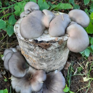ÄRA OOTA SÜGISENI – kasvata ise endale seeni, kasvõi rõdul!