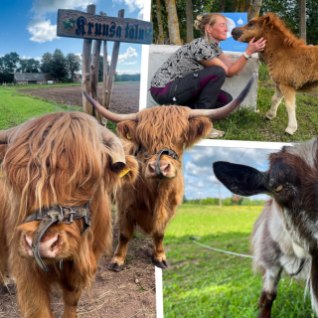 ÕL VIDEO JA GALERII | Kruusa talu pakub peavarju päästetud loomadele. Perenaine: „Šoti mägiveisele otsiti kodu, kus ta ei lõpetaks toidulaual.“