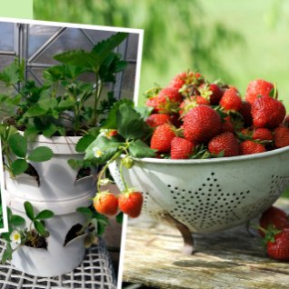 JUST PRAEGU ÕIGE AEG! Raja aeda tõeline pilgupüüdja – ruumisäästlik maasikatorn