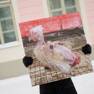 Sajad inimesed tulevad osalema rongkäigule kanade puurispidamise keelustamise toetuseks