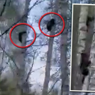 VIDEO | „Džiisas, kui õudne, samas nii äge!“ Setomaal ronis majade lähedal mööda puid karuema koos nelja pojaga