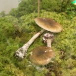 Eksitus seenemetsas võib tervisele palju kahju tuua