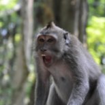 UNELMATE PUHKUSE HIRMUTAV PÖÖRE: noort naist hammustas Balil vihane ahv, kellel kahtlustati marutaudi