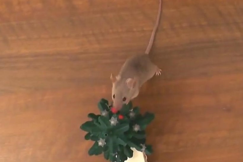 VIDEO: hiir ehib pisikest jõulupuud
