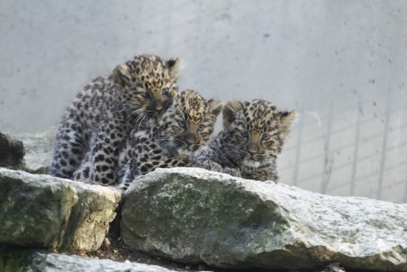 Amuuri leopardite Darla ja Freddi viimane ühine pesakond võib rahva ette jõuda juba juulis