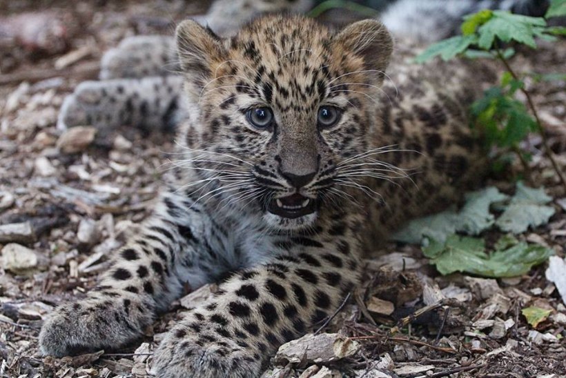 GALERII: Tallinna loomaaia amuuri leopardi kutsikad mängivad aktiivselt
