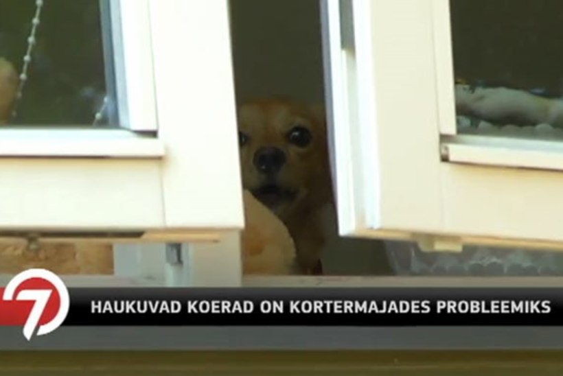 TV3 | Pelgulinnas majaelanikke häirivat koerakest ähvardab taas varjupaika viimine