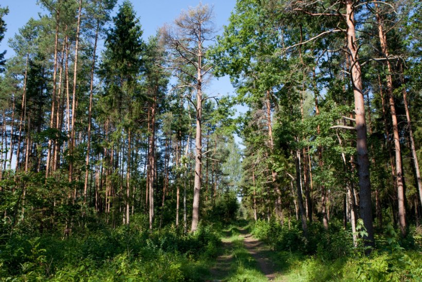Politsei päästis Pärnumaal metsa eksinud mehe 
