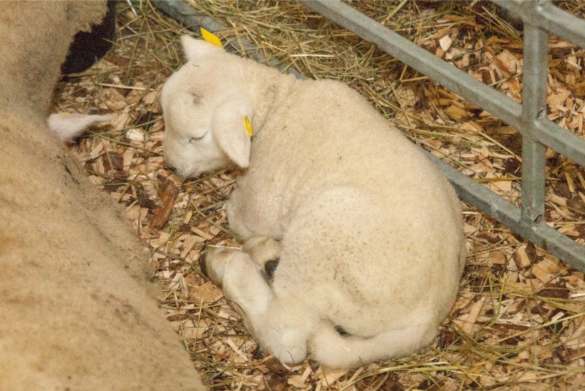 Loomakaitse taunib moslemi kombel lammaste tapmist