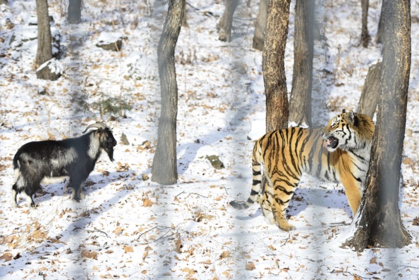 ÜLLATUS: amuuri tiiger sõbrunes talle elussöögiks toodud kitsega