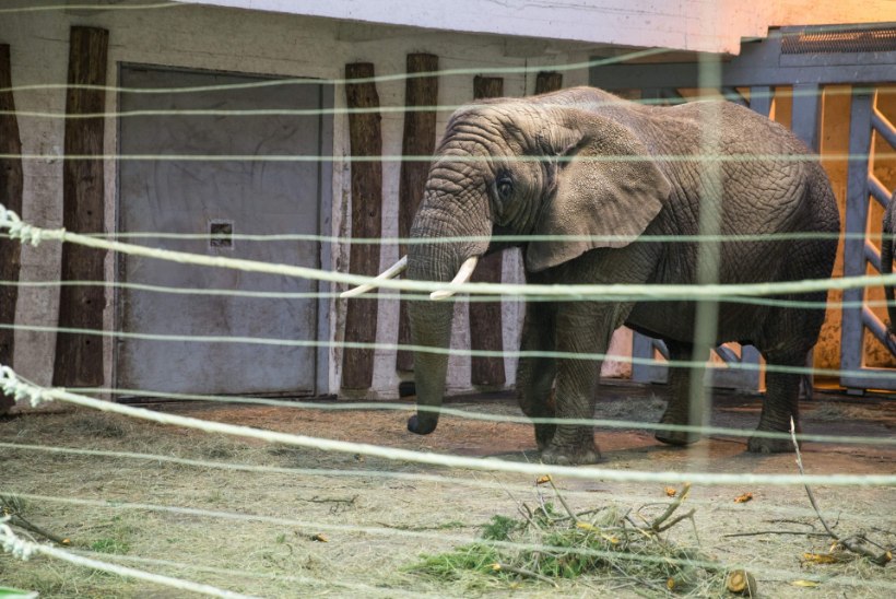 Tragöödia elevandimajas - töötaja sai  muljuda