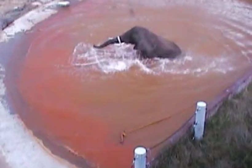 VIDEO | Vaata, kuidas elevandipiigad hullavad basseinis