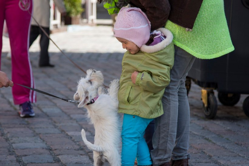 NUNNU GALERII | Koerad demonstreerisid Tallinna Raekoja platsil oma oskusi!