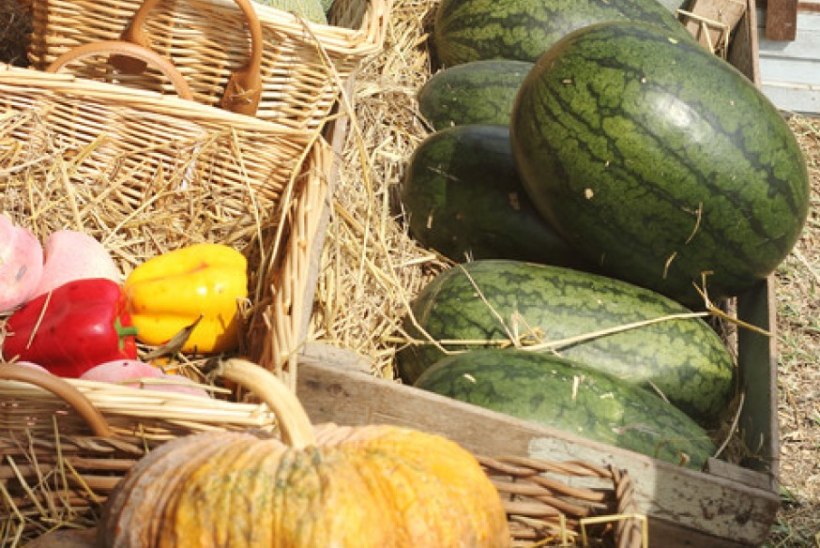 Lugeja küsib: kuidas aru saada, et kõrvits, arbuus või melon on küps?