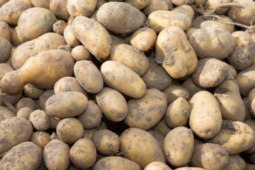 AUTOD LÖMMI JA TÕELINE MÖLL: video sellest, kuidas Venemaal kartulit varastatakse