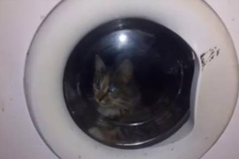 Politsei uurib kassi pesumasinas pesemist