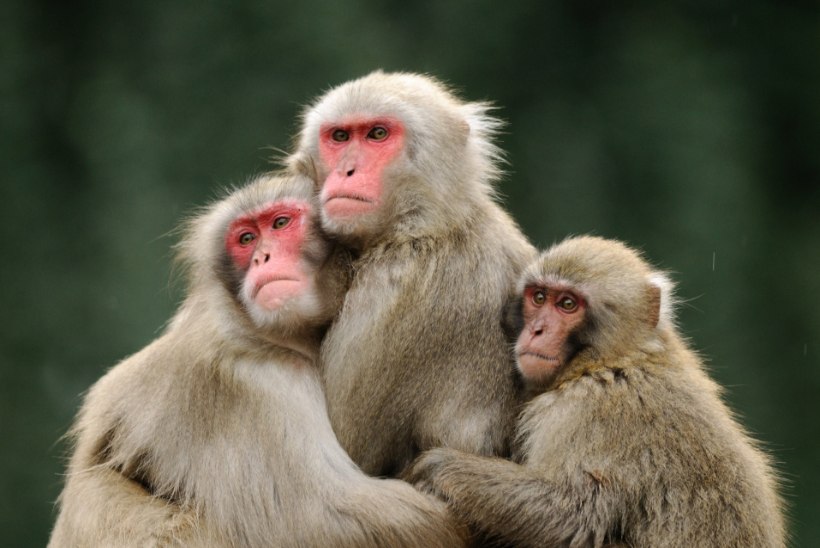 Uued uuringud: ahvist tegid inimese alkohol ja rusikad