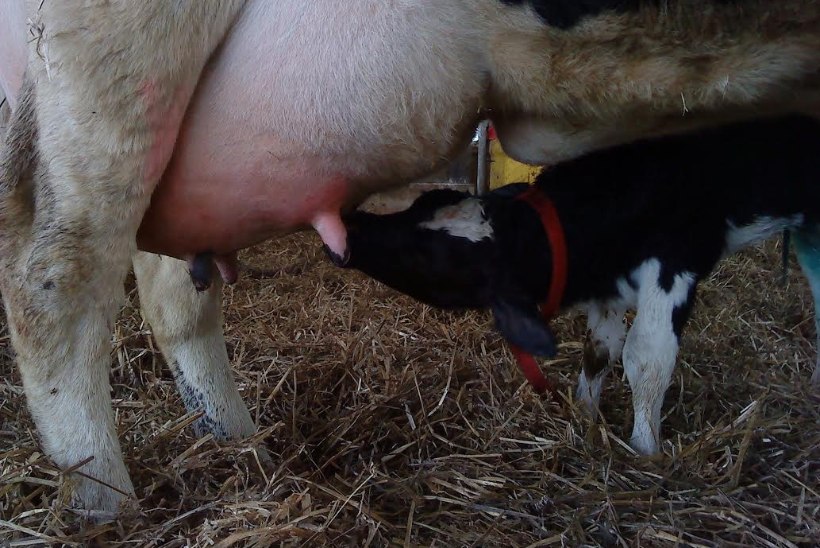 Piimatalunik: "Praegune kriis jätab väga julmad jäljed!"