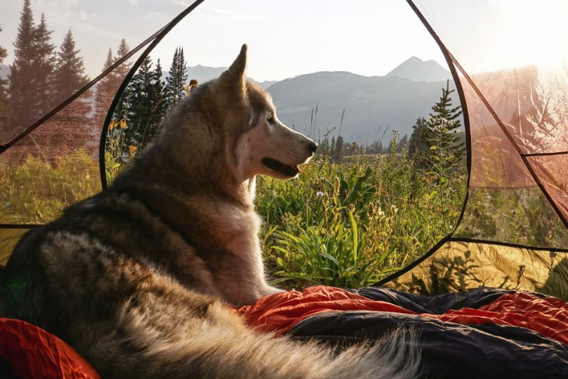 Reisivad lemmikloomad: mägironimist harrastav kiisu ja matkasellist hundikoer