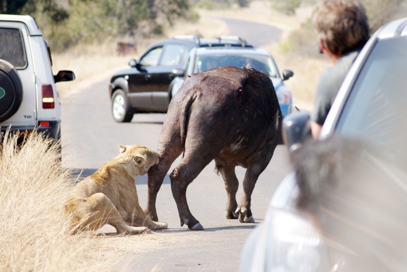 Kuidas riik reisifirma pankroti tõttu ära jäänud safarireisid kinni maksis
