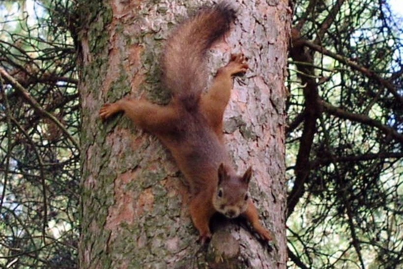 Oravamüügile tehti lõpp
