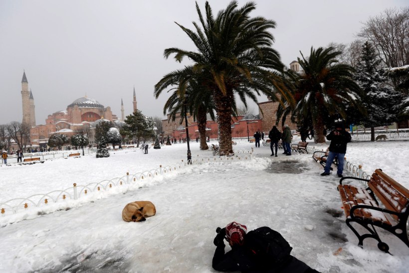 Istanbuli kaubamaja lubas hulkuvad koerad külmalaine eest ööseks sooja