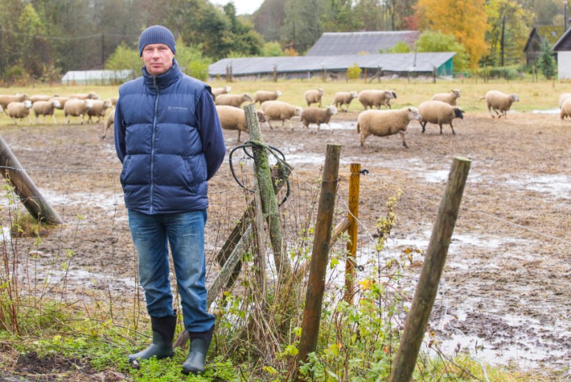 Šaakalid ründavad: Läänemaa lambakasvatajad on viidud viimase piirini