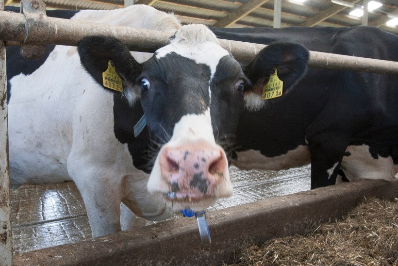 Piimatootjad ootavad kaubandusbarjääride kõrvaldamist