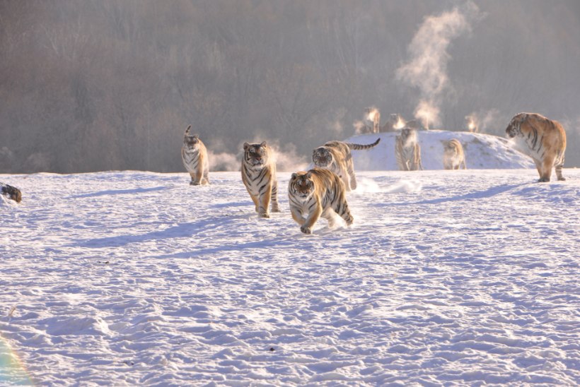 LOODUS ON VÕIMSAM: vaata, kuidas tiigrid drooni maha võtavad