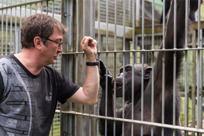 Ligi veerand sajandit loomaaias elav südamlik šimpans Pino tähistab täna 30. Sünnipäeva