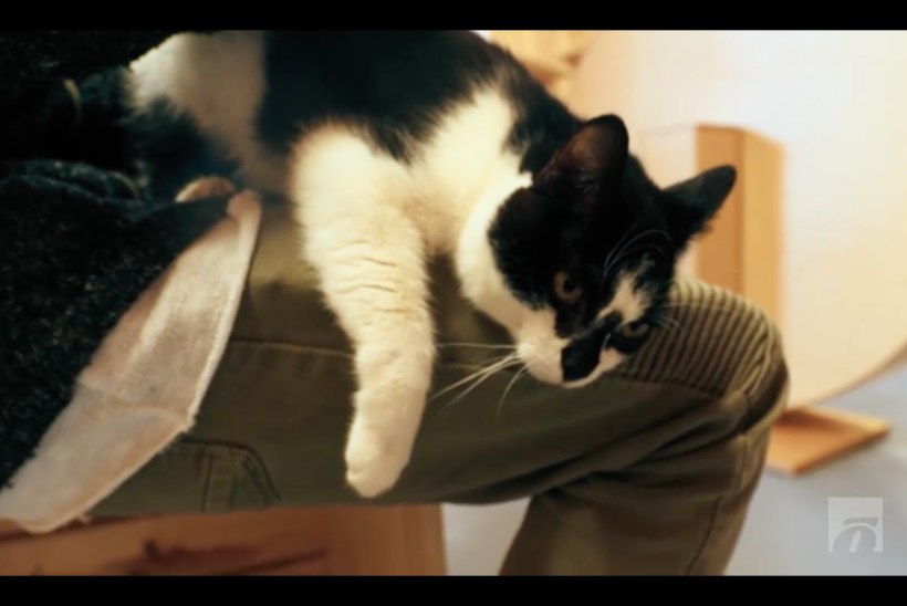 ÕHTULEHE VIDEO | Koduotsija: arvatavasti Eesti kõige inimsõbralikum kass otsib omanikku, kelle süles nurru lüüa