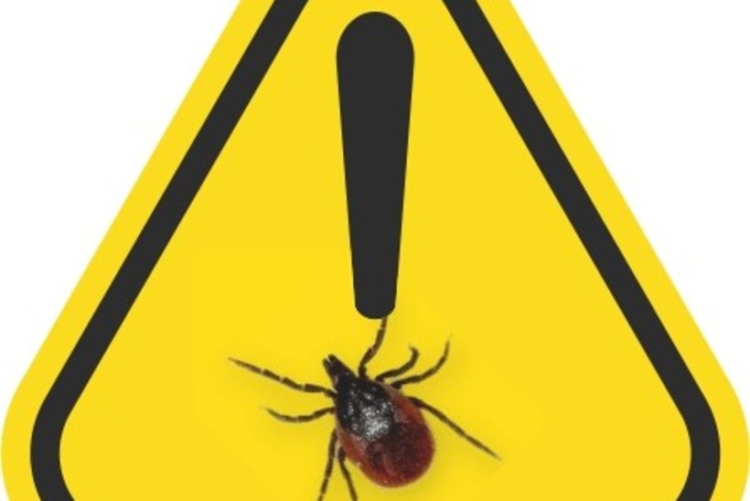 Tee puugitest! Puukborrelioos on tõsine haigus!