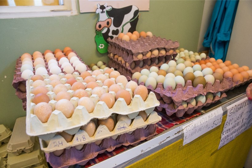 Hirmujutud kanade piinamisest on innustanud inimesi turult vabapidamisel kanade mune ostma