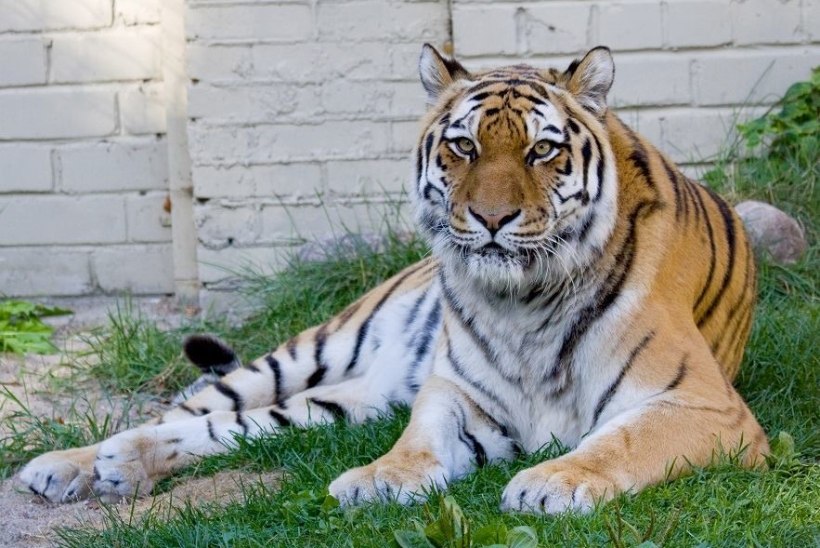 PALJU ÕNNE! Tallinna loomaaias tähistab amuuri tiiger Piiga 20. sünnipäeva