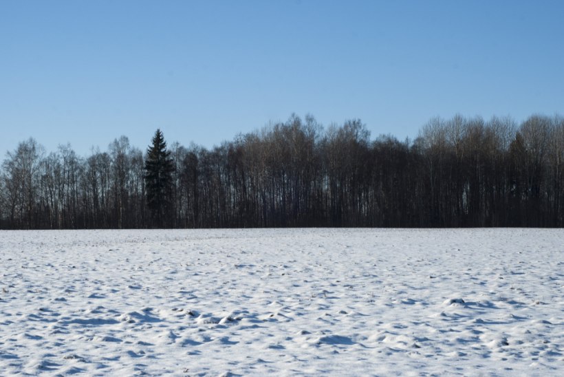 Maailm on Eesti metsade pärast mures