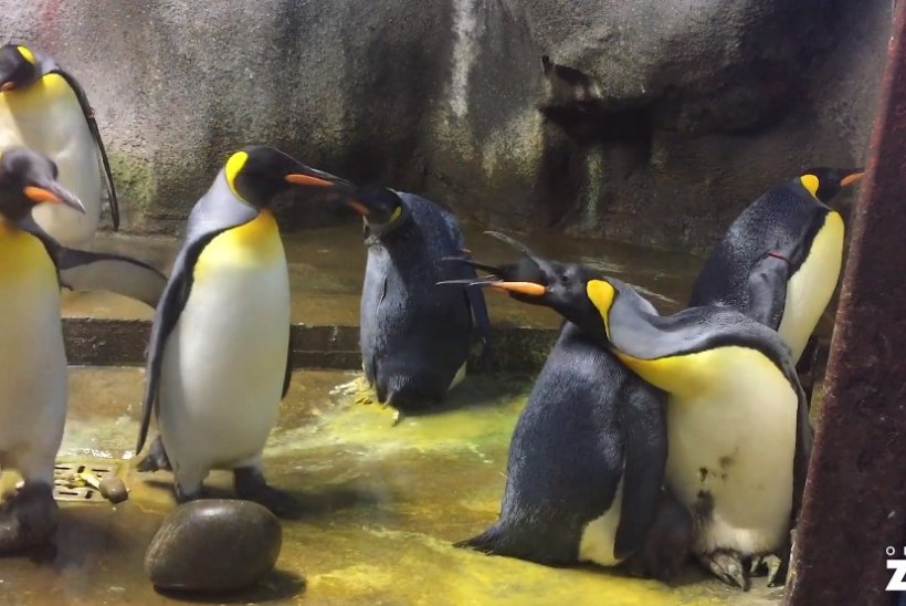 LOOMARIIGI INTRIIGID: pingviinitibu näpanud isaste paar sai lohutuseks üksikema munetud muna