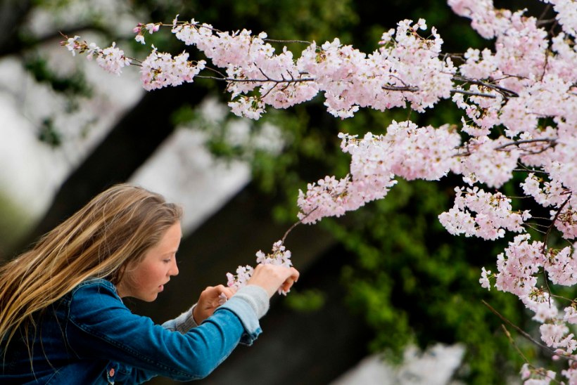 Jaapanis puhkesid ootamatult õide kirsipuud
