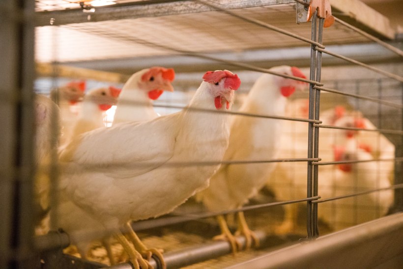 SALMONELLATRAGÖÖDIA: paarsada tuhat kana alustab oma viimset teekonda Poola!
