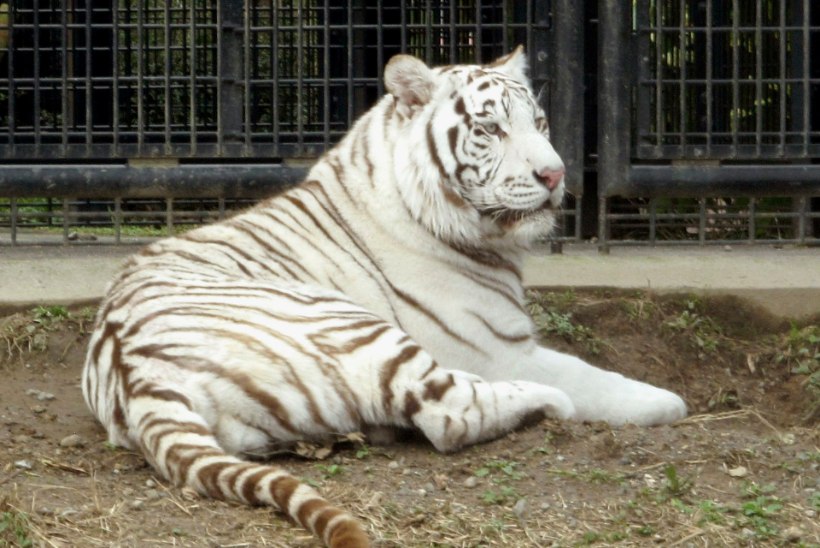 Haruldane tiiger tappis Jaapani loomaaias talitaja