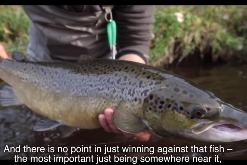 VIDEO: Salmon run in Lithuania