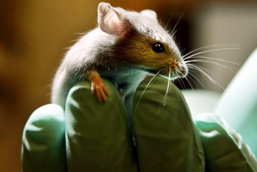 Vähiravim parandas autistlike hiirte käitumist