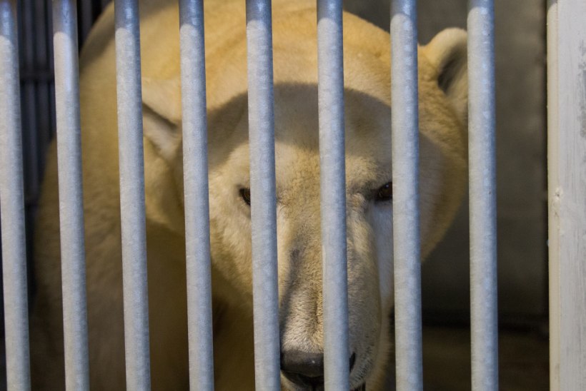 FOTOD | Tallinna loomaaia jääkaru Nord uinutati ja koliti uude polaariumisse
