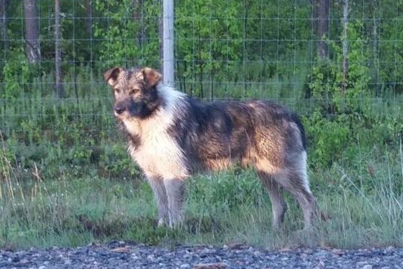 VAHVA MATKASELL: soomlased elavad kaasa sadu kilomeetreid rännanud koerale